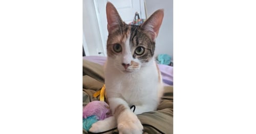 SASSAFRAS - Domestic Short Hair available for adoption