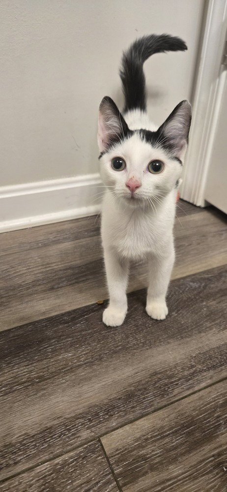 ARCHER - Domestic Short Hair available for adoption