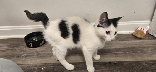 ARCHER - Domestic Short Hair available for adoption