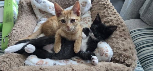 SCARLETT - Domestic Short Hair available for adoption