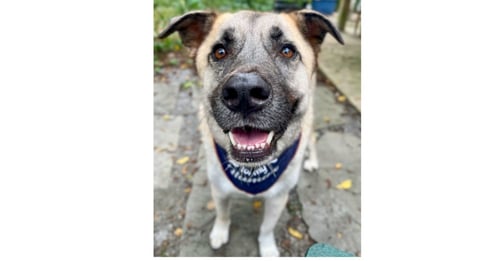 RIVER - Anatolian Shepherd available for adoption