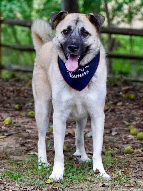 RIVER - Anatolian Shepherd available for adoption