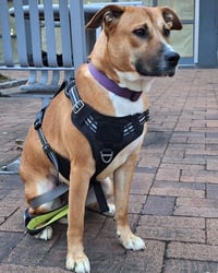 Sadie - Photo 2