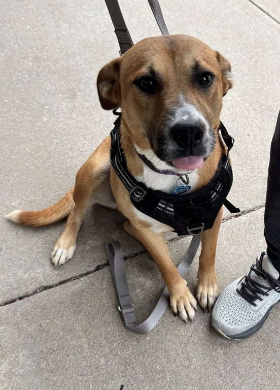 Sadie Image