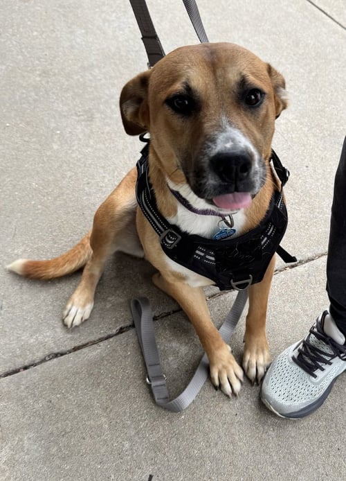 SADIE - Labrador Retriever / Mountain Cur available for adoption