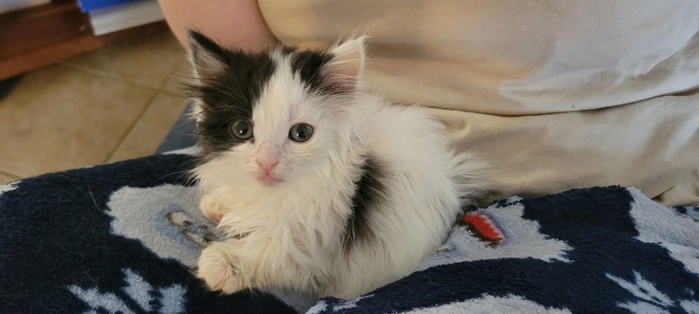 PERSEPHONE - Domestic Medium Hair available for adoption