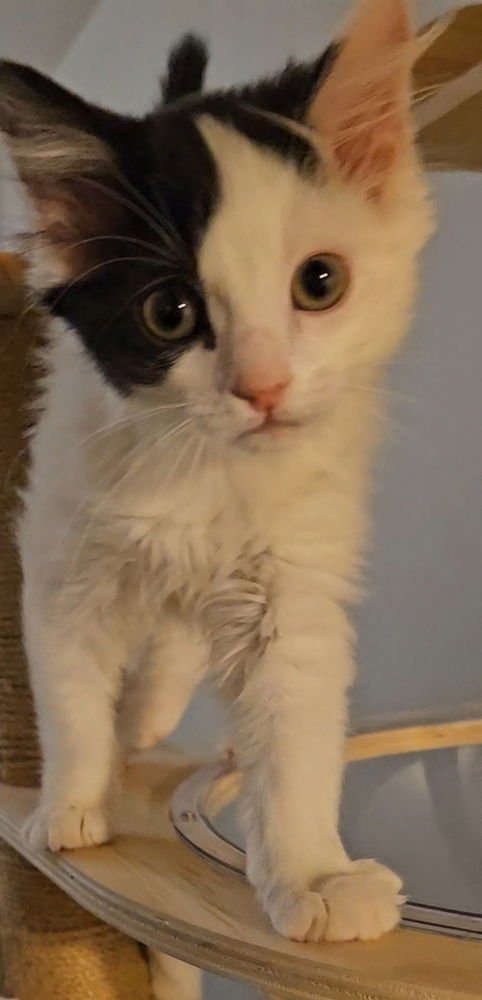 PERSEPHONE - Domestic Medium Hair available for adoption