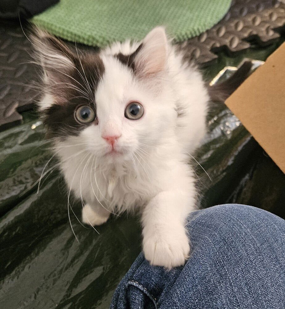 Persephone - Photo 3