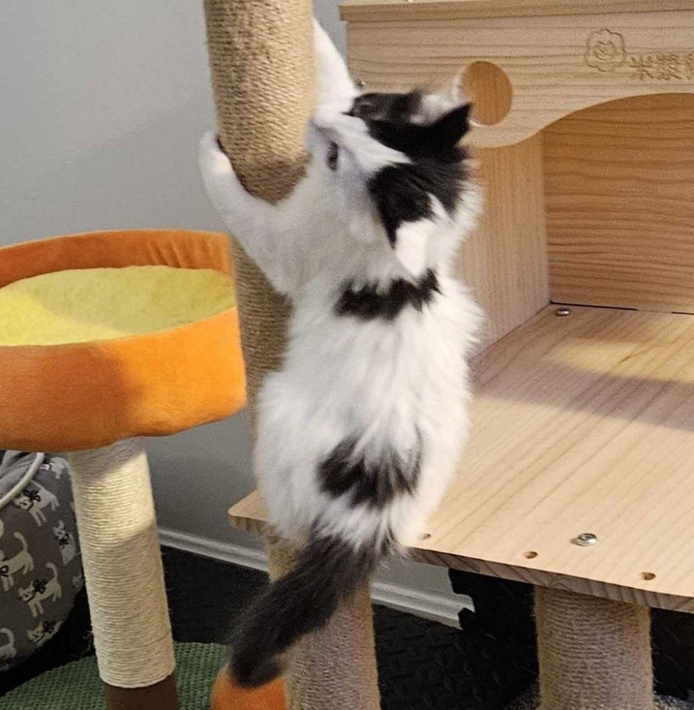 Persephone - Photo 4