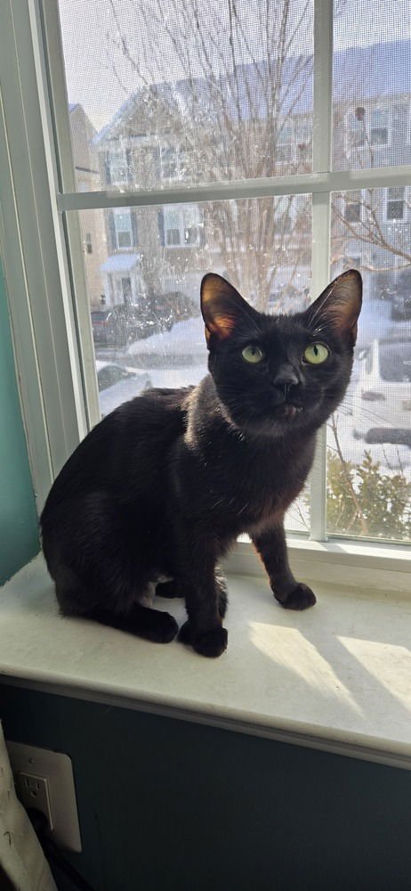 BELLADONNA - Domestic Short Hair available for adoption