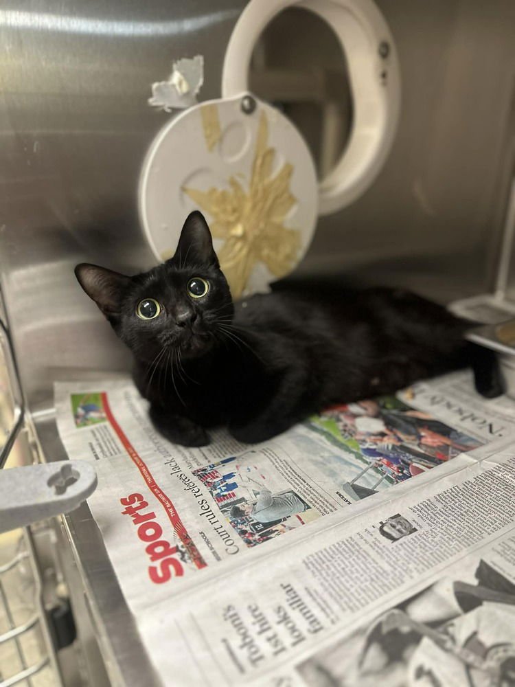 BELLADONNA - Domestic Short Hair available for adoption