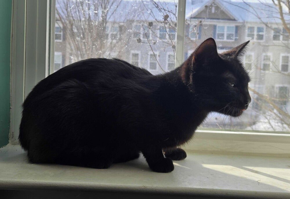 Belladonna - Photo 3