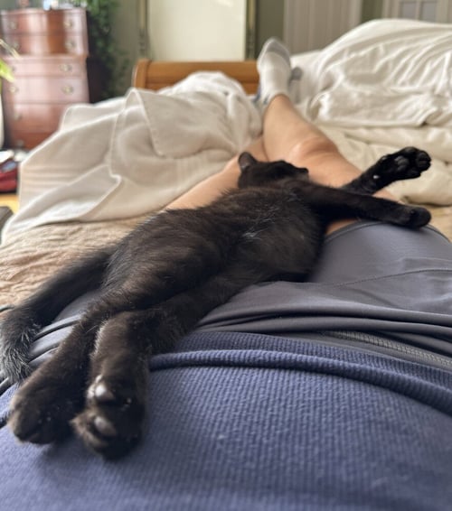 POBLANO - Domestic Short Hair available for adoption