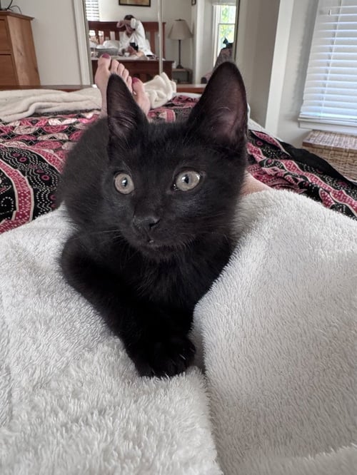 POBLANO - Domestic Short Hair available for adoption