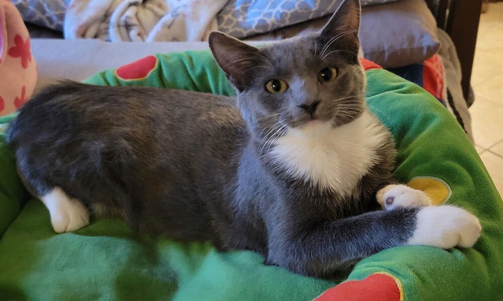 RUBY - Domestic Medium Hair available for adoption