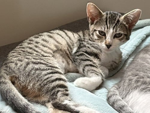 SUSHI - Domestic Short Hair available for adoption