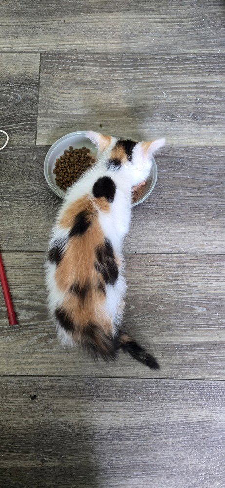 NELLIE - Domestic Short Hair available for adoption