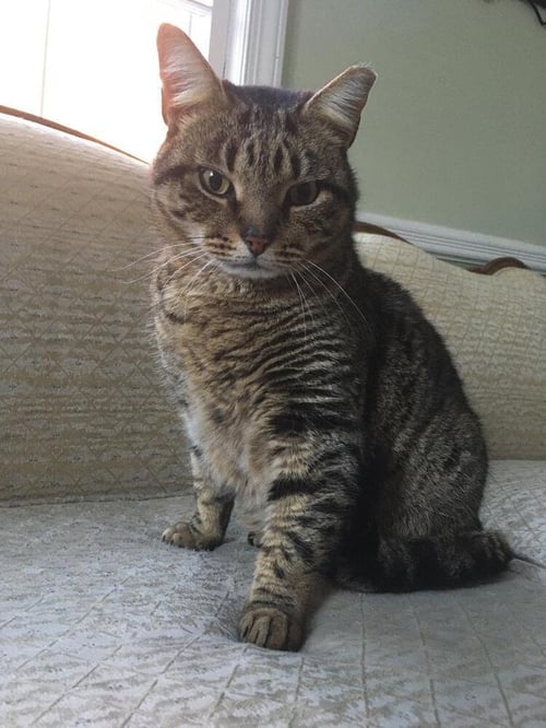 CHARLIE - Domestic Short Hair available for adoption