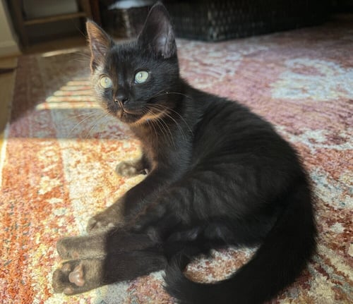 JALAPENO - Domestic Short Hair available for adoption