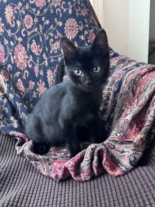 JALAPENO - Domestic Short Hair available for adoption