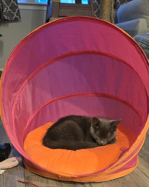 PERCY - Domestic Short Hair available for adoption