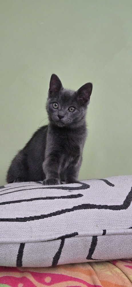 PERCY - Domestic Short Hair available for adoption