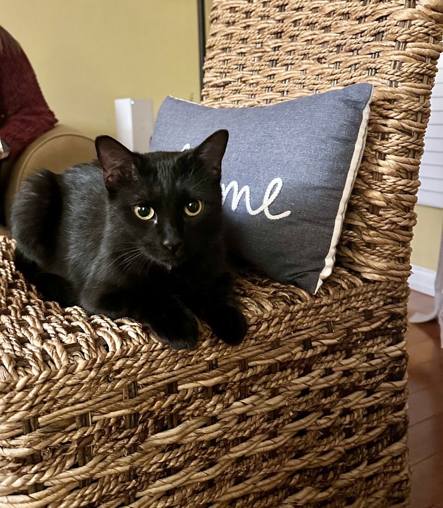 LULU - Domestic Short Hair available for adoption