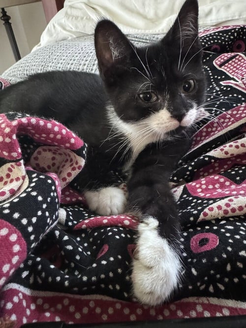 SERANA - Domestic Short Hair available for adoption