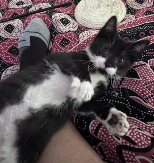 SERANA - Domestic Short Hair available for adoption