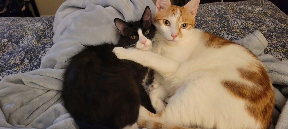 MAX - Domestic Medium Hair available for adoption