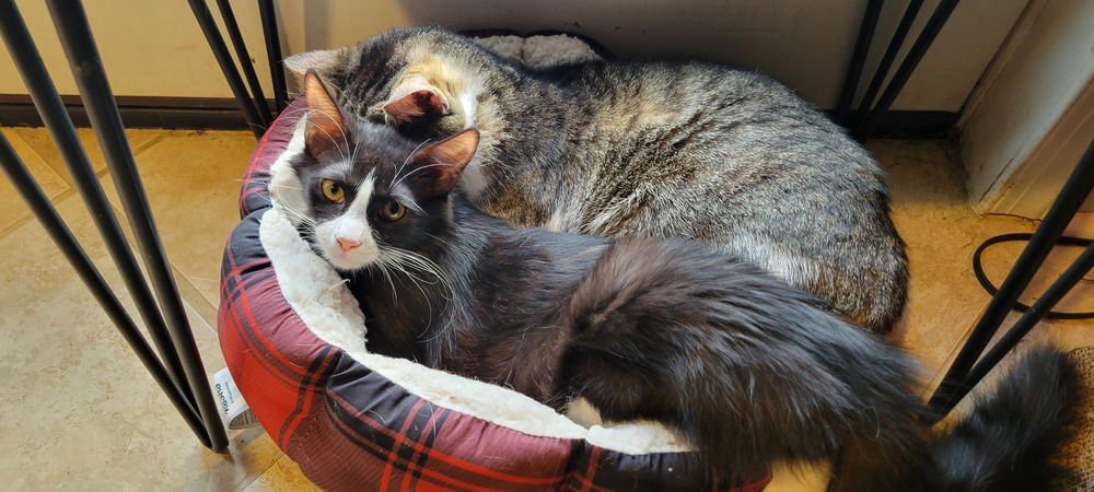 MAX - Domestic Medium Hair available for adoption