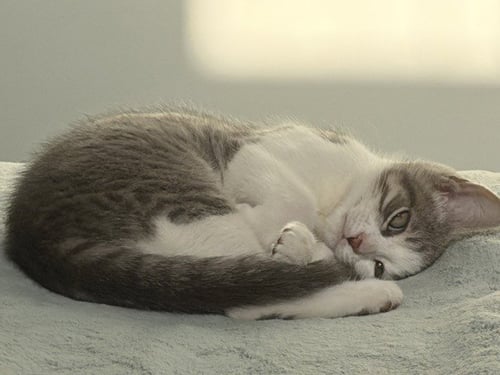 SASHIMI - Domestic Short Hair available for adoption
