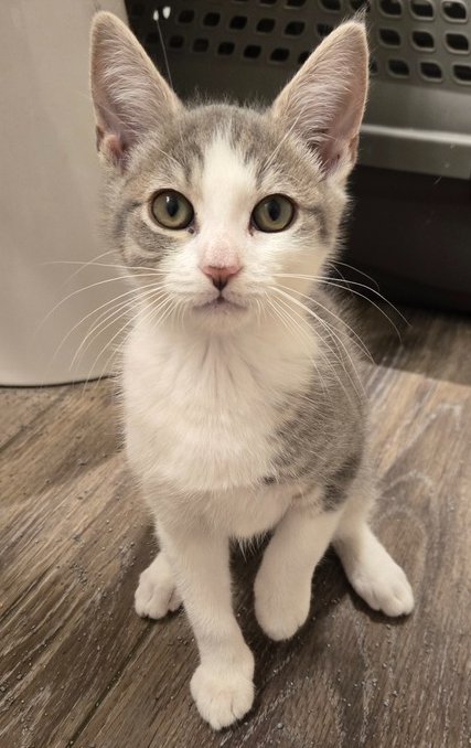 SASHIMI - Domestic Short Hair available for adoption