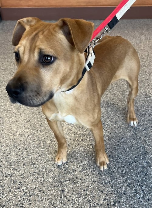 LLOYD - Terrier for adoption in Annapolis