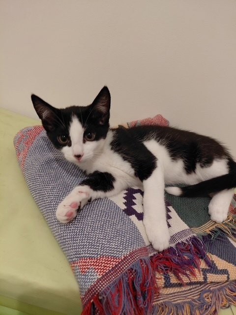 BANDIT - Domestic Short Hair available for adoption