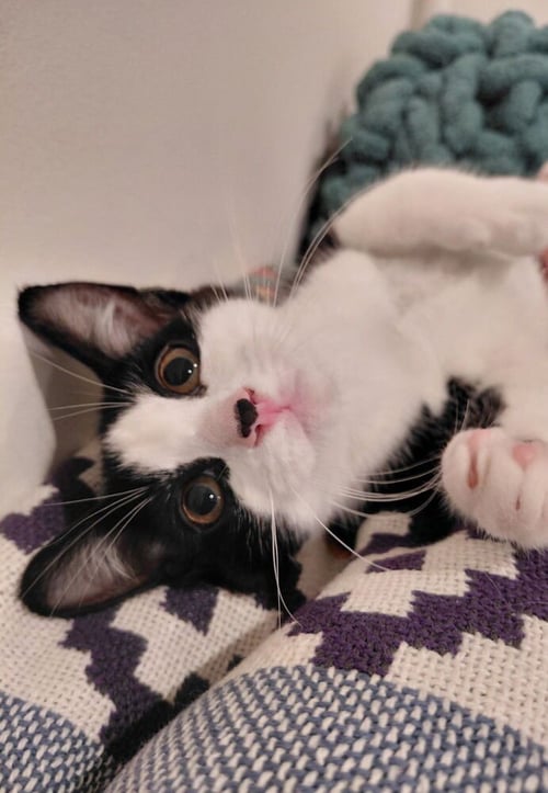 BANDIT - Domestic Short Hair available for adoption