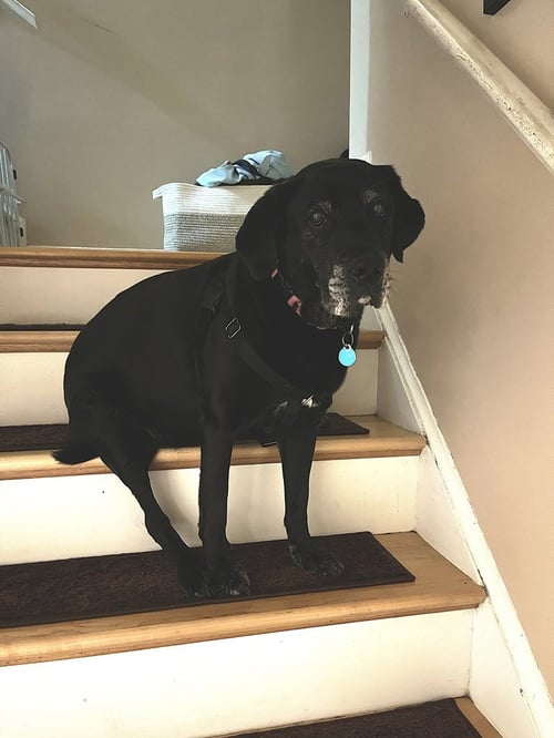 CANNOLI - Labrador Retriever available for adoption
