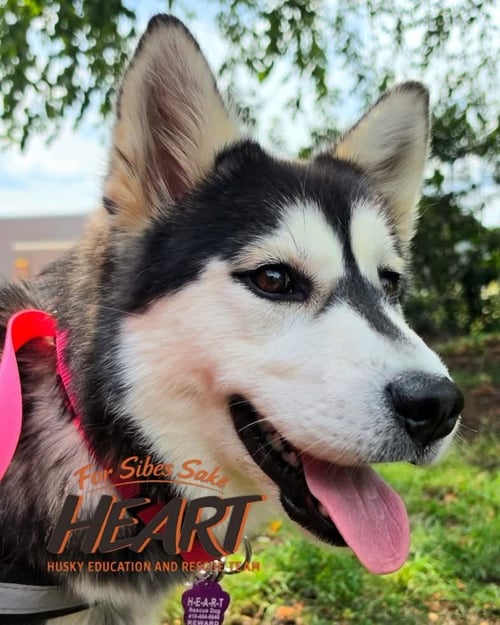 ZHUKA - ON HOLD - Siberian Husky / Chow Chow for adoption in Annapolis