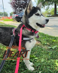 Zhuka - ON HOLD - Photo 4
