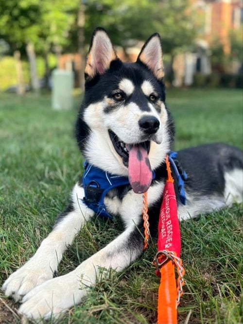 LUPO - Siberian Husky / Chow Chow for adoption in Annapolis