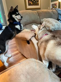 Lupo - Photo 6