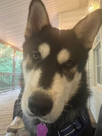 Lupo - Photo 2