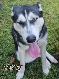 Nika - Photo 4