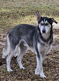 Pedro - Photo 4