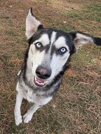 Pedro - Photo 2