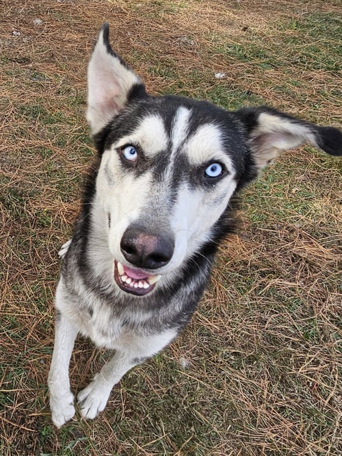 PEDRO - Siberian Husky available for adoption