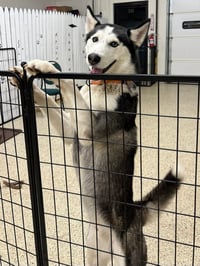 Nome - ON HOLD - Photo 2