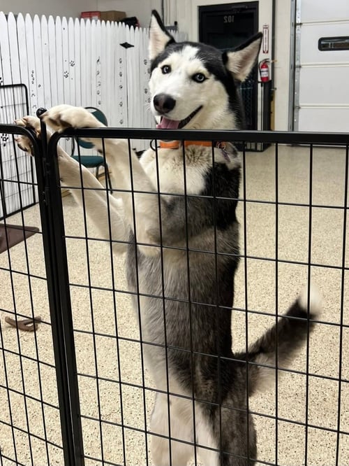 NOME - ON HOLD - Siberian Husky available for adoption