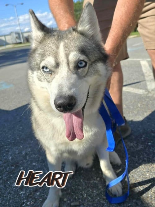 SNOW - ON HOLD - NO MORE APPLICATIONS - Siberian Husky for adoption in Columbia