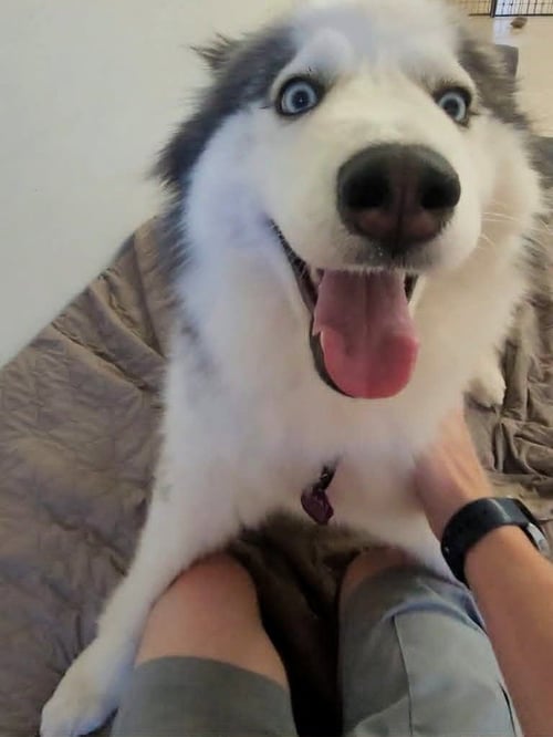 ELIZA - ON HOLD - NO MORE APPLICATIONS - Siberian Husky available for adoption